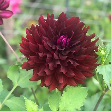 Dahlia Hollyhill Black Beauty