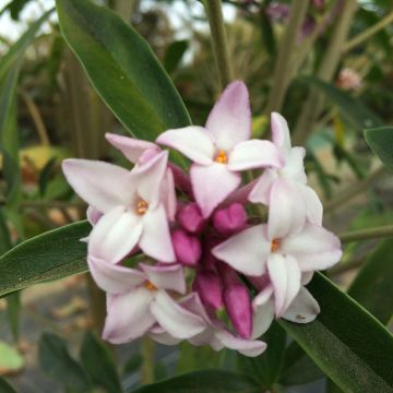 Daphne bholua Spring Beauty