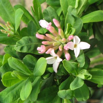 Daphne burkwoodii Somerset - Bois joli