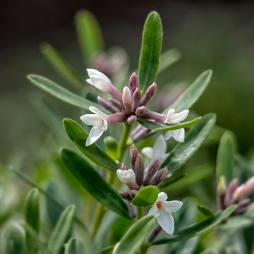 Daphne transatlantica Eternal Fragrance Blafra