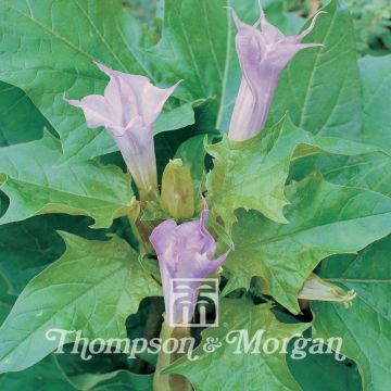 Datura meteloides La Fleur Lilac Seeds - Brugmansia