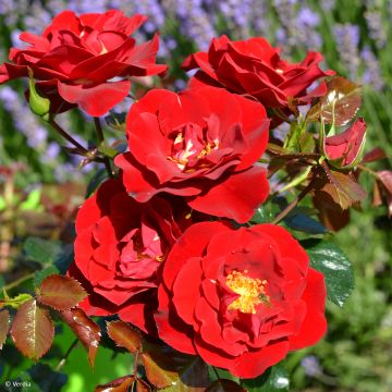 Rosa New Vesuvia - shrub rose