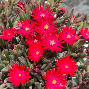 Delosperma Desert Dancers Red - Ice Plant