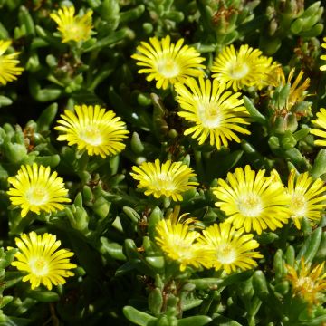 Delosperma Wheels of Wonder Golden - Ice Plant