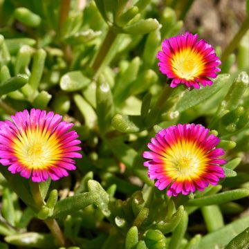 Delosperma Wheels of Wonder Hot Pink - Ice Plant