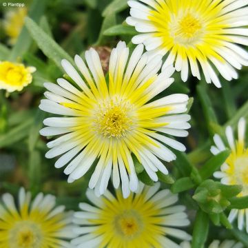 Delosperma Wheels of Wonder Limoncello - Ice Plant