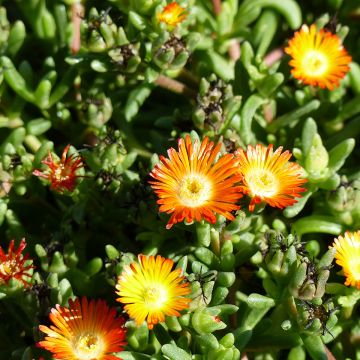 Delosperma Wheels of Wonder Orange - Ice Plant