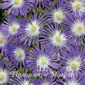 Ice Plant Stardust Seeds - Delosperma floribundum