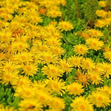 Delosperma lineare - Ficoïde jaune, Pourpier vivace