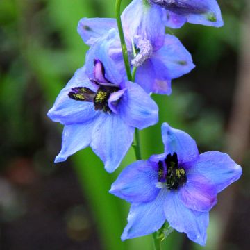 Delphinium Blauwal - Larkspur