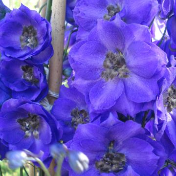 Delphinium Blue Jay - Larkspur