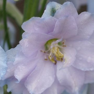 Delphinium Blue Lace - Larkspur