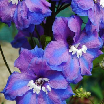 Delphinium Blue Triumphator - Larkspur