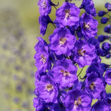 Delphinium Bruce - Larkspur