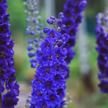 Delphinium Magic Fountains Dark Blue-Black Bee - Larkspur