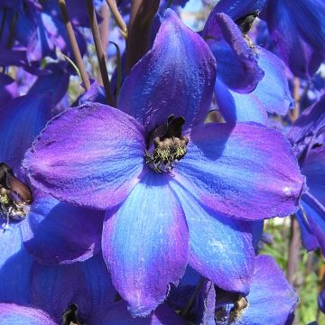 Delphinium F.W. Smith - Larkspur