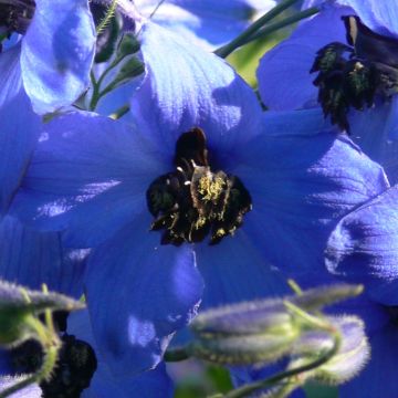 Delphinium Finsteraarhorn - Larkspur