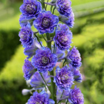 Delphinium Blueberry Pie - Larkspur