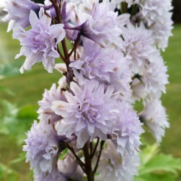 Delphinium Highlander Serie Cha Cha - Pied d'alouette vivace.