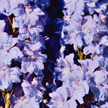 Delphinium Misty Mauves - Larkspur