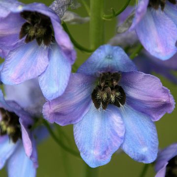 Delphinium Mrs Newton Lees - Larkspur