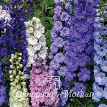 Delphinium New Zealand Doubles Mixed