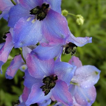 Delphinium Ouvertüre - Larkspur