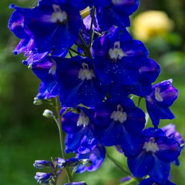 Delphinium Pacific Black Knight, Pied d Alouette