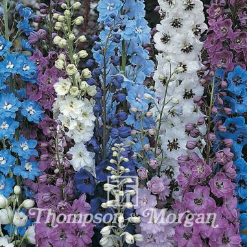 Delphinium Pacific Giants Mixed Seeds - Perennial Larkspur