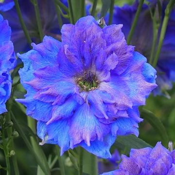 Delphinium Pagan Purples - Larkspur