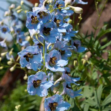 Delphinium Perlmutterbaum - Larkspur