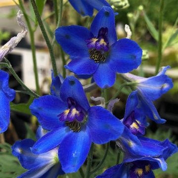 Delphinium belladonna Völkerfrieden - Pied d'Alouette vivace