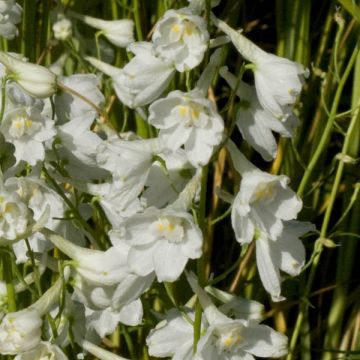 Delphinium Casa Blanca - Larkspur