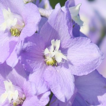 Delphinium Capri - Perennial Larkspur