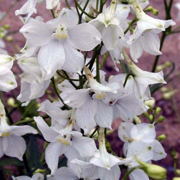 Delphinium Moerheimii - Larkspur