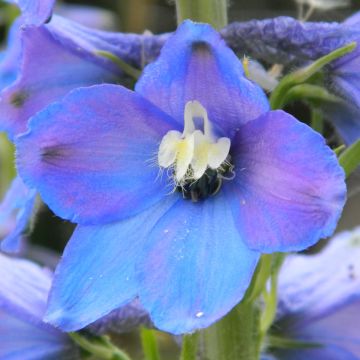 Delphinium Piccolo - Perennial Larkspur