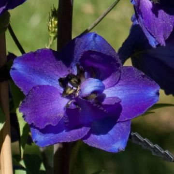 Delphinium belladonna Bellamosum - Larkspur