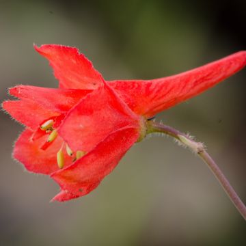 Delphinium cardinale - Larkspur