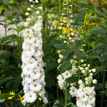 Delphinium elatum Double Innocence - Larkspur