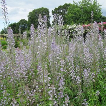 Delphinium requienii - Larkspur