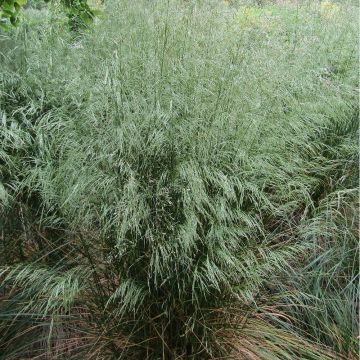 Deschampsia flexuosa