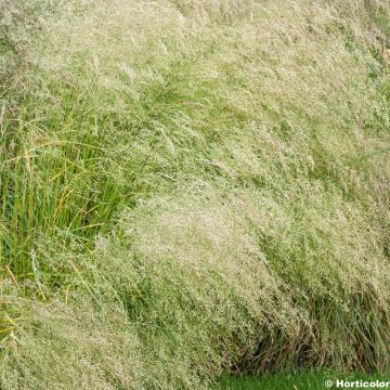 Deschampsia cespitosa Bronzeschleier