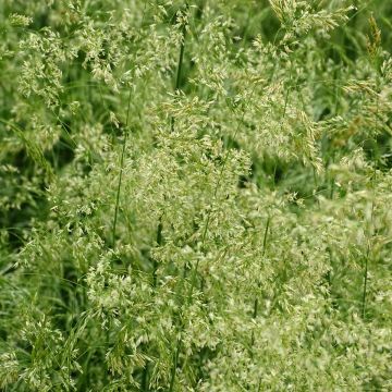 Deschampsia caespitosa Goldschleier