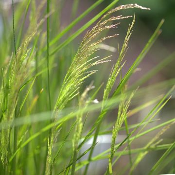 Deschampsia cespitosa Northern Lights