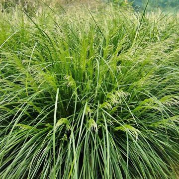 Deschampsia cespitosa Palava