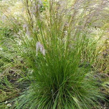 Deschampsia cespitosa Tardiflora