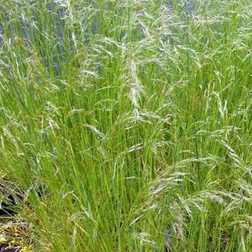 Deschampsia cespitosa Vivipara