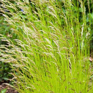 Deschampsia flexuosa Tratra Gold - Canche flexueuse