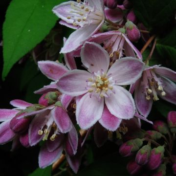 Deutzia ou Deutzie hybride Perle de Rose