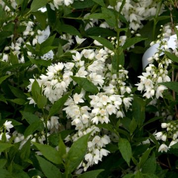 Deutzia gracilis 